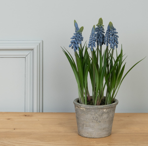Potted Grape Hyacinth
