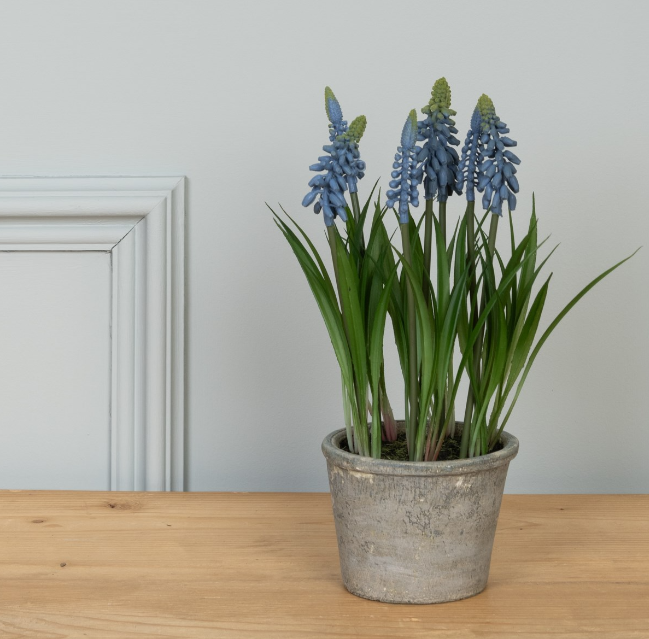 Potted Grape Hyacinth