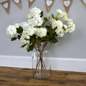 Viburnum Opulus