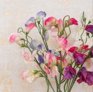Sweet Pea Spray
