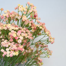 Load image into Gallery viewer, Pink Babys Breath

