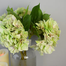 Load image into Gallery viewer, Soft Green Hydrangea

